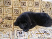 Превью фото № 120373