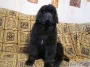 Превью фото № 120374