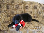 Превью фото № 120375