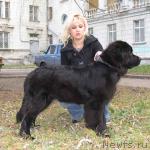 Превью фото № 1204