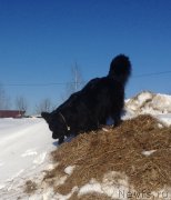 Превью фото № 120459