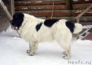 Превью фото № 120496