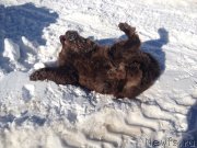 Превью фото № 120513