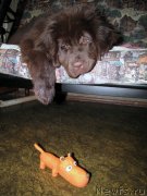 Превью фото № 120583