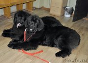 Превью фото № 120644