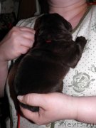 Превью фото № 120648