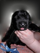 Превью фото № 120650