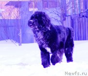 Превью фото № 120734