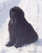 Превью фото № 120739