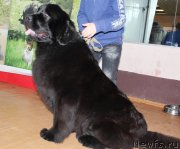 Превью фото № 120789