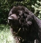 Превью фото № 1208