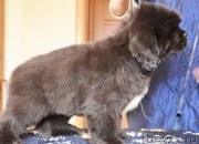 Превью фото № 120806