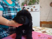 Превью фото № 120880