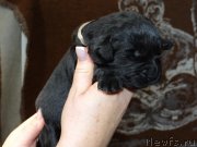 Превью фото № 120907