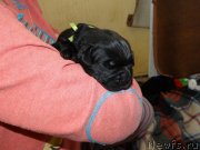 Превью фото № 120915