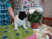 Превью фото № 120966