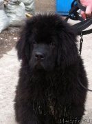 Превью фото № 120976