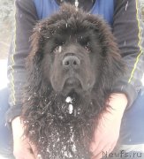 Превью фото № 120991