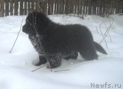 Превью фото № 120992