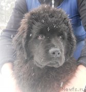 Превью фото № 120994