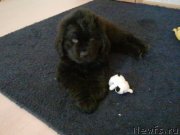 Превью фото № 120997