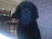 Превью фото № 121017