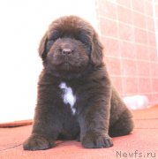 Превью фото № 121039