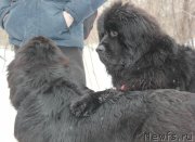 Превью фото № 121053