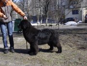 Превью фото № 121166