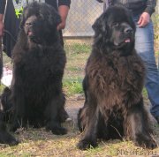 Превью фото № 121176