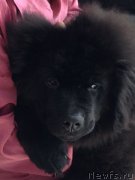 Превью фото № 121177