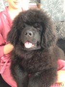 Превью фото № 121179