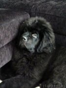 Превью фото № 121180