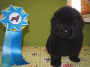 Превью фото № 121183