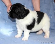 Превью фото № 121282