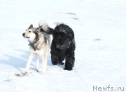 Превью фото № 121333