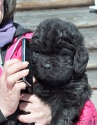 Превью фото № 121408