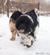 Превью фото № 121409