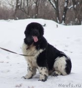 Превью фото № 121412