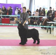 Превью фото № 121419