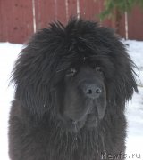 Превью фото № 121428