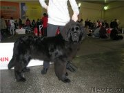 Превью фото № 121432