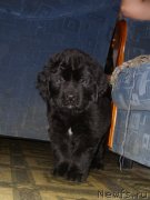 Превью фото № 121436