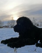 Превью фото № 121456