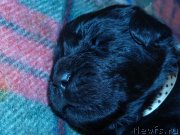 Превью фото № 121463