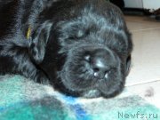 Превью фото № 121468