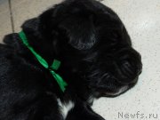 Превью фото № 121479