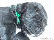 Превью фото № 121480