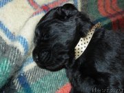 Превью фото № 121482