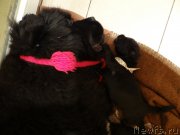 Превью фото № 121493